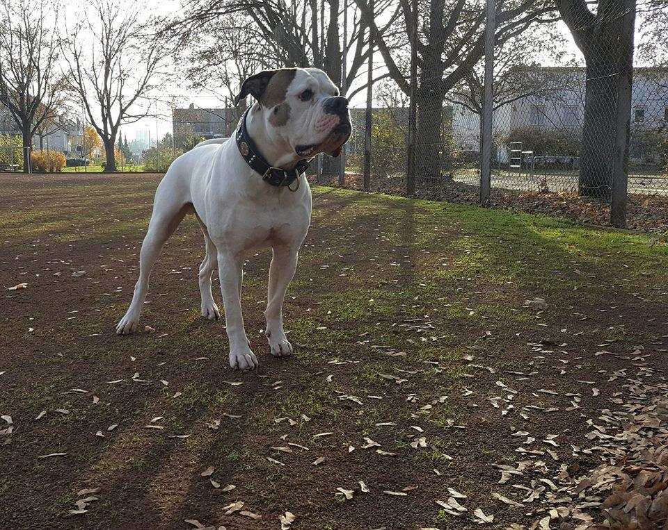 The "Maximus" collar 2.5 inch wide black & silver – Obrázok 4