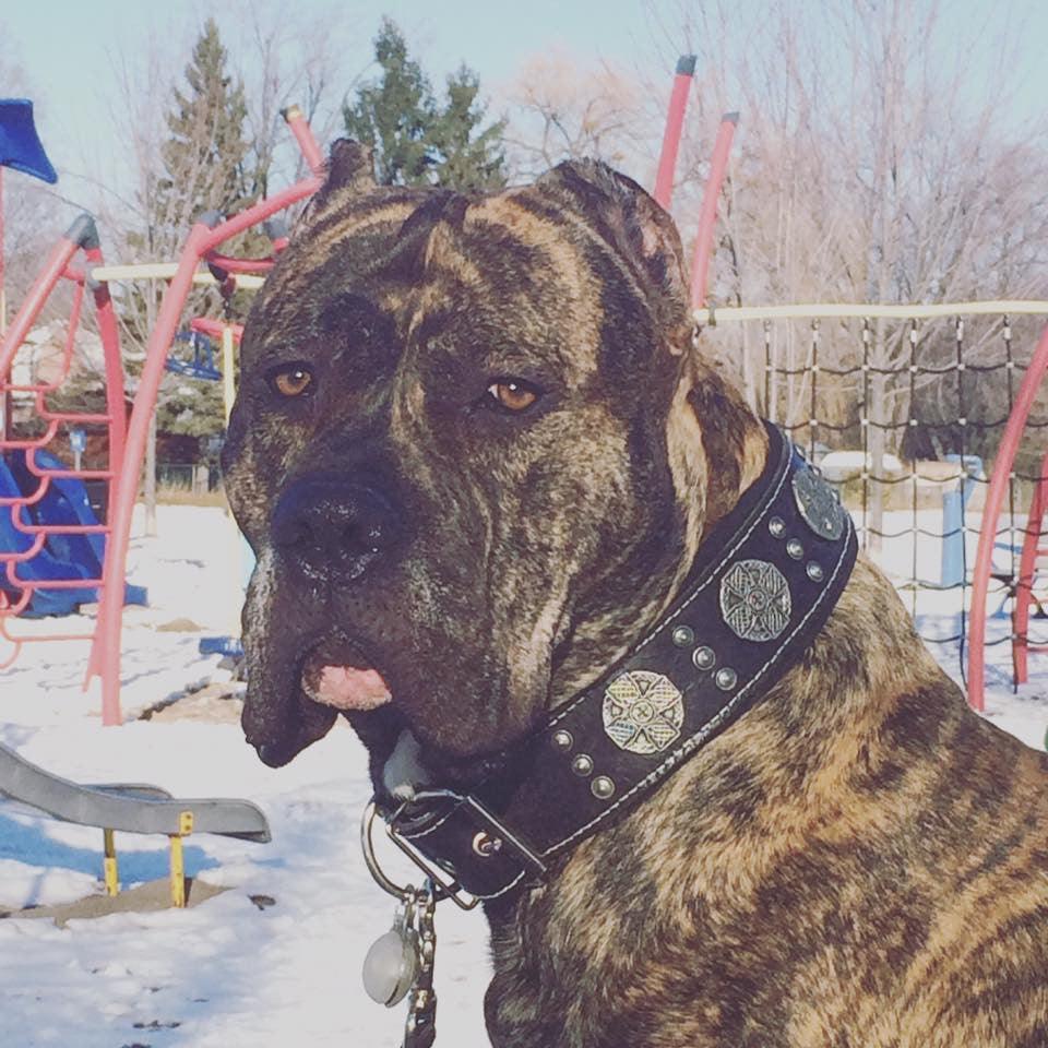 The "Maximus" collar 2.5 inch wide black & silver – Obrázok 5