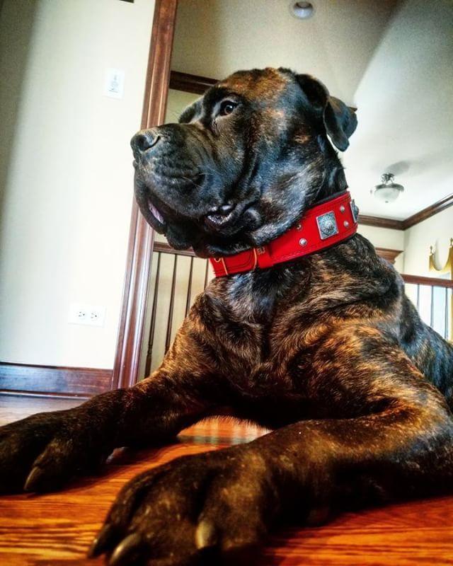 The "Eros" collar 2.5 inch wide RED – Obrázok 4