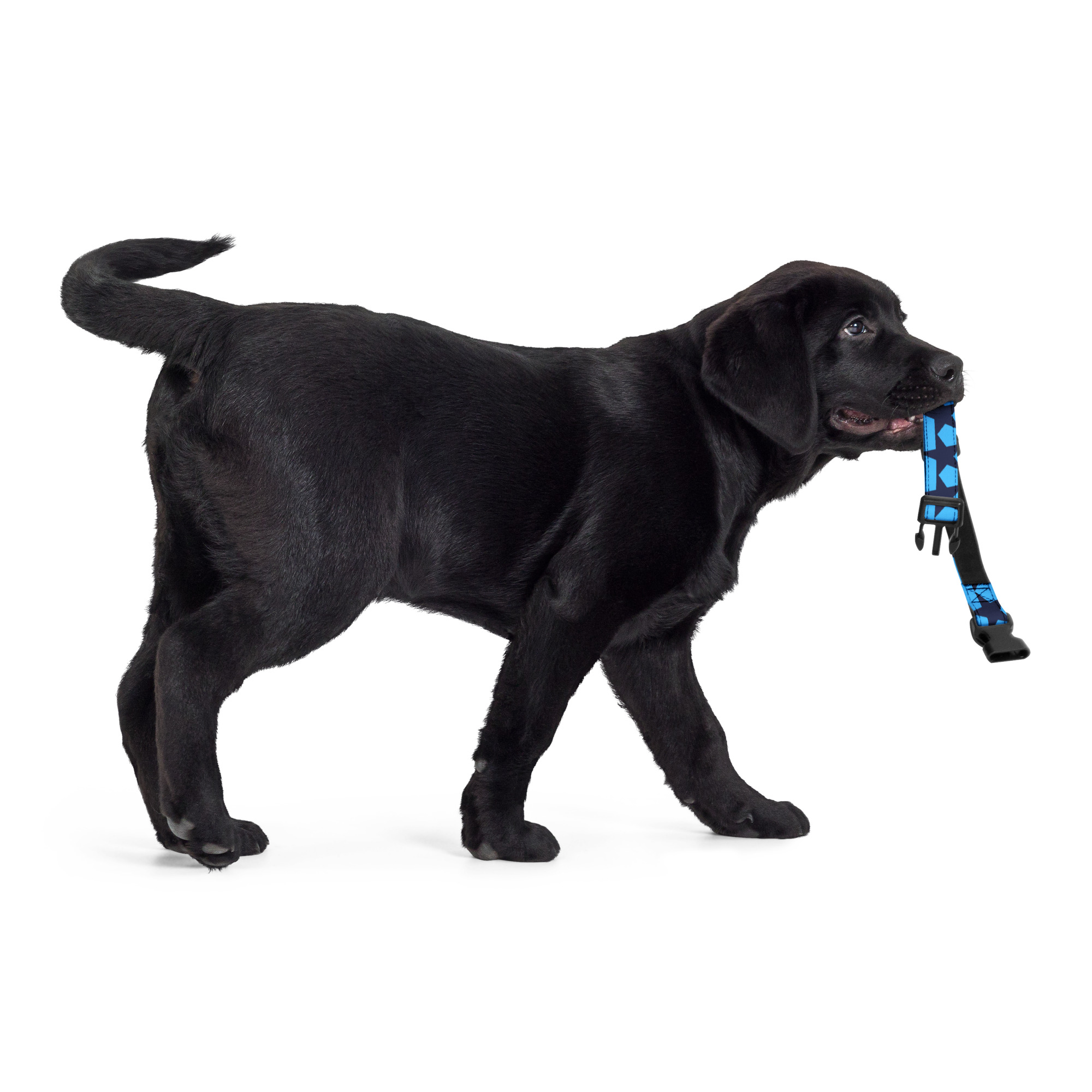 Štýlový obojok pre psa – čierne hviezdy na modrom – Obrázok 6