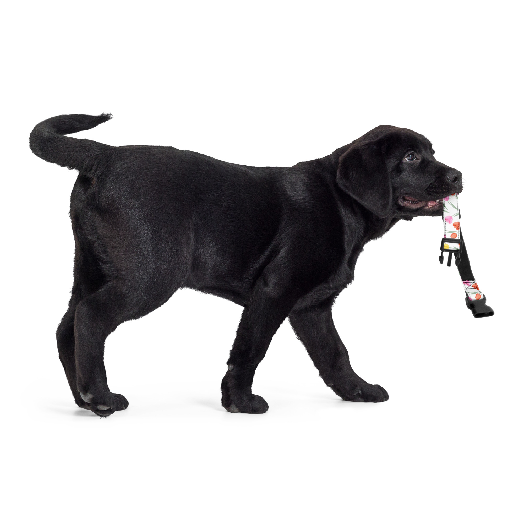 Štýlový obojok pre psa – biely s tulipánmi – Obrázok 6