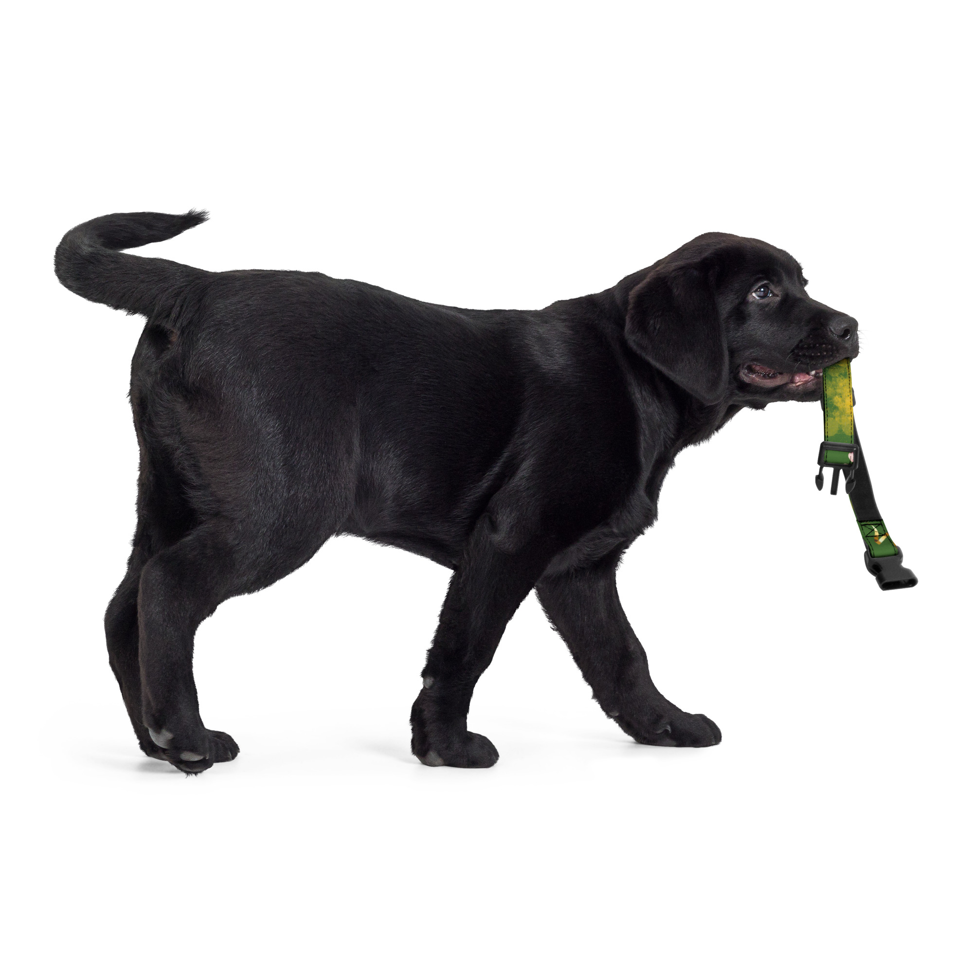 Štýlový obojok pre psa – kaktusy so zlatom – Obrázok 6